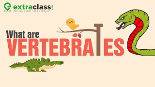 What are vertebrates   Biology  Extraclasscom [upl. by Janiuszck]