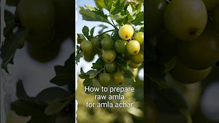 How to prepare raw amla for amla achar😊👍 [upl. by Hattie6]