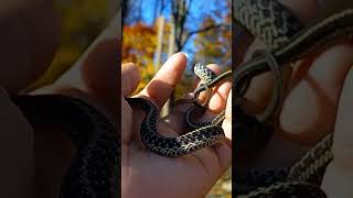 Juvenile eastern garter snakes [upl. by Idonah]