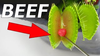 Top 10 Venus Flytraps  Compilation [upl. by Sculley441]