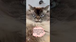 A Little Fun Grumpiest Look of the Day cat cathealth catlover funny pets cute cutecat vet [upl. by Emiatej]