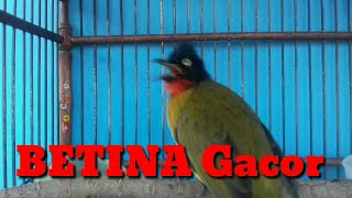 Kutilang Emas Betina Gacor Blackcrested Bulbul call and song [upl. by Axe765]