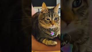 cat pets funny [upl. by Breanne]