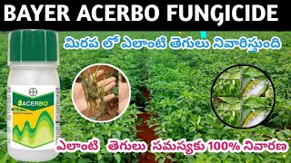 BAYER ACERCBO fungicide మిరప ఏ విధంగా పనిచేస్తుంది తెలుసుకోండి acerbo [upl. by Euqnomod]