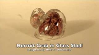 Hermit Crab in Glass Shell [upl. by Eilrebmik631]