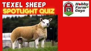 Texel Sheep Spotlight Quiz [upl. by Silin889]