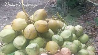 Harvesting Coconut  Pangangakyat ng Buko sa Probinsya  Buhay sa Probinsya Madami ang Buko [upl. by Blatman738]