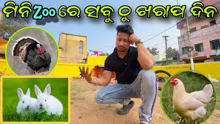 ମିନି ZOO ରେ ଆଜି ସବୁଠୁ ବଡ଼ ଖରାପ ଦିନ ତ୍ରକୀ ମଲା କୁକୁଡ଼ା ବି ମଲା [upl. by Maire575]