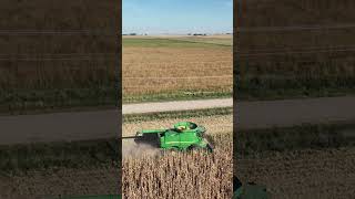 Picking Corn 2024 harvest farming [upl. by Stew]