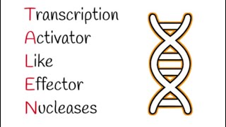 TALENs Transcription ActivatorLike Effector Nucleases [upl. by Darrey524]