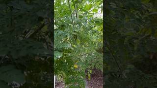 Every part of this tree is edible Growing “the tree of life” in my backyard [upl. by Nahtanod395]