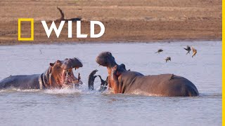 Fluvii periculoase  Bloc de programe  National Geographic WILD [upl. by Quackenbush195]