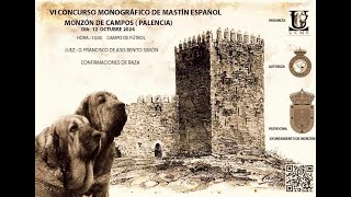 Concurso VI Monográfico del MASTÍN ESPAÑOL Monzón de Campos 12102024 bb [upl. by Ykcub734]