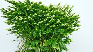 Selaginella martensii quotFrostyquot  Moosfarn  Mooskraut [upl. by Boyes]