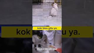 kucing lawak vs kucingku viral kucinglucu pakdejawa fypシ lucu dagelan lawak kocak short [upl. by Suellen]