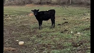 Another New Calf Welcomed to The Farm [upl. by Doomham]