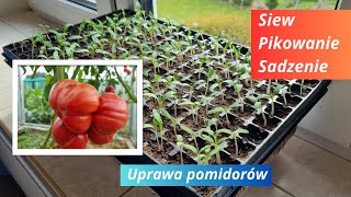 Uprawa pomidorów Siew Pikowanie Sadzenie [upl. by Ylreveb]