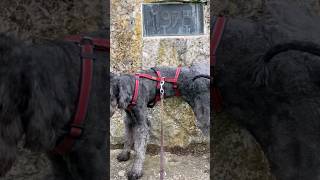 labradoodle dogbreed dog königpoodle [upl. by Rigdon592]