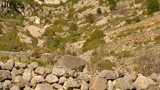 rececho de macho montes selectivo selective ibex stalking  wmv [upl. by Hooke]