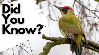 Things you need to know about GREEN WOODPECKERS [upl. by Ymas913]