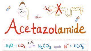 Diuretics  Carbonic Anhydrase Inhibitors  Acetazolamide  Pharmacology Series [upl. by Nyloc]