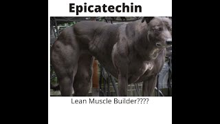 Epicatechin Lean Muscle Builder [upl. by Eimac360]