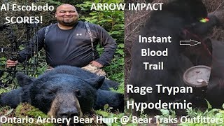 Bear destroyed with Rage Hypodermic Trypan broadhead test Cananda bow kill archery hunt [upl. by Annorah]