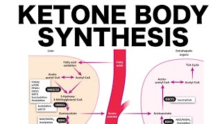 Ketone Body Synthesis [upl. by Durware]