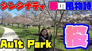 オハイオ州シンシナティの春の風物詩Ault Parkの美しい桜の下で花見！【アメリカ生活】 [upl. by Malamud]