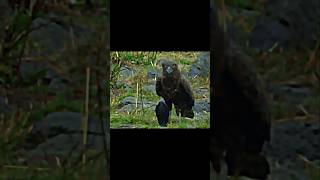 Eagle vs snake trending wildlife animals eagle hawk snake cobra shorts short viralvideo [upl. by Tartan]