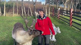 Find out more about the Cairngorm Reindeer herd [upl. by Surovy]