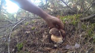 Boletus edulis amp Boletus pinicola 2014 HD [upl. by Ilyse295]