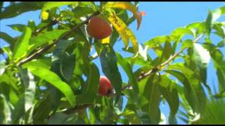 Tropical Peaches being grown in South Florida [upl. by Wrightson]