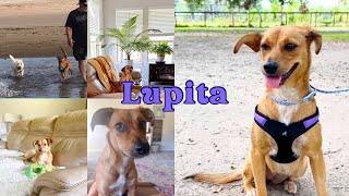 Little Lupita the Loving Companion Dog [upl. by Maxfield]