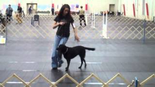 Rally Obedience Novice A [upl. by Amice464]