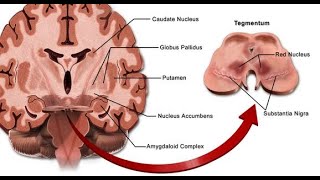 Basal Ganglia Nuclei [upl. by Hplodur388]