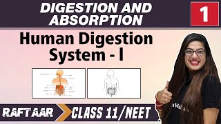 Digestion and Absorption 01  Human Digestion system l  Class 11NEET [upl. by Tedie]