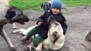 Top 10 Videos of Kangal Dog  Social Behaviour of Kangal [upl. by Shipman]