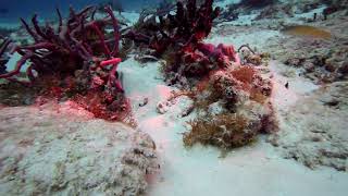 3 Lobsters Lionfish Eel at 1min Toadfish and shrimp 2min Macro 2min 30sec Yucab Reef Coz [upl. by Jodee]