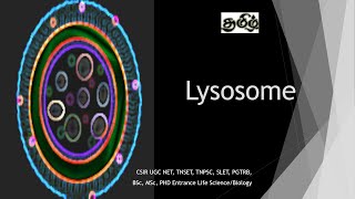 Lysosome  Biogenesis and synthesis Tamil CSIR NET TNSET GATE  PGTRB BSc MSc PhD [upl. by Lucier]