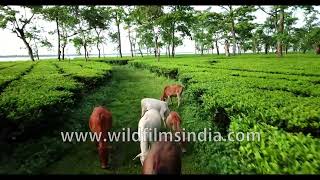 Fly through a beautiful tea garden in Assam Aerial view of a tea plantation [upl. by Fachini]