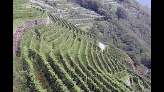 Viticoltura le richieste dei quattro consorzi dei produttori di vino della Liguria alla Regione [upl. by Merola]