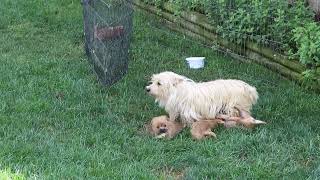 Cairn Terrier Puppies For Sale [upl. by Ahsika]