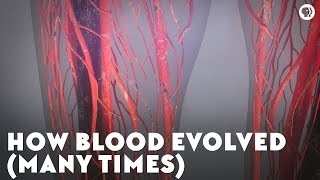 How Blood Evolved Many Times [upl. by Sax]