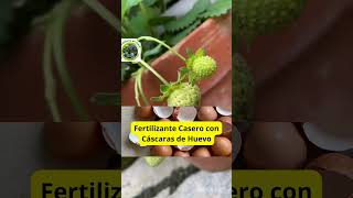 Fertilizante Casero con Cáscaras de Huevo [upl. by Yrellih]