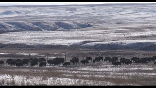 quotFort Peck Bison Restorationquot 2014 [upl. by Wehttan176]