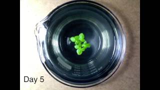 Timelapse Video of Duckweed Growth [upl. by Liponis]