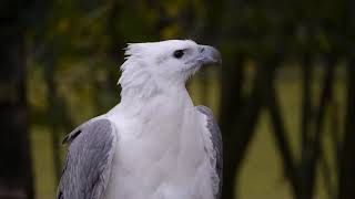 Head of a Whitebellied Seaeagle Haliaeetus leucogaster  Kopf eines Weißbauchseeadlers 3 [upl. by Cilo]