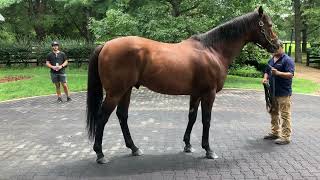 Meet CoolmoreStud Practical Joke horseracing horseracingsyndicate horsebreedingstable coolmore [upl. by Ativak]