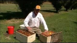 Destroying bee colonies with soapy water [upl. by Aneg]